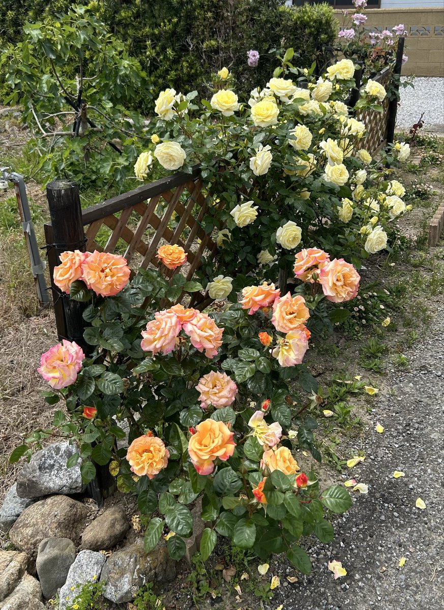 ynu3if's tweet photo. 薔薇が咲き誇りました🌹 https://t.co/8KxvienLza