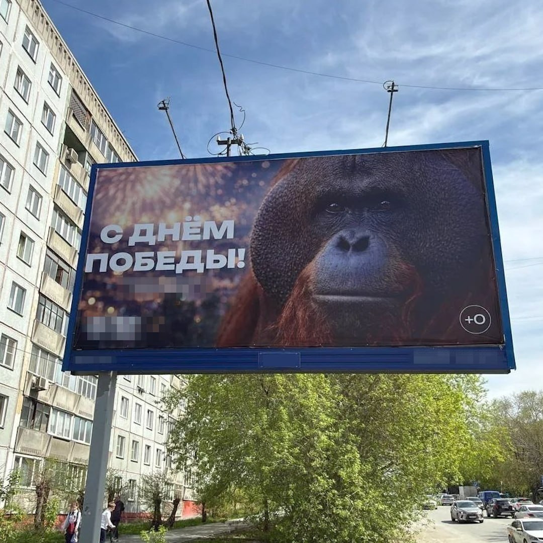 disclosed_live's tweet photo. Баннер Новосибирского зоопарка с орангутаном Бату проверяет прокуратура

К 9 мая Новосибирский зоопарк вывесил баннер с орангутаном, поздравляющем горожан с Днем победы. Из-за многочисленных комментариев в соцсетях с критикой плакатов прокуратура начала… https://t.co/vVTqvnsly7 https://t.co/TCZSKINxBC
