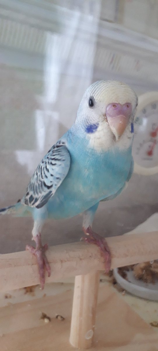 せきせいいんこ セキセイインコ🦜