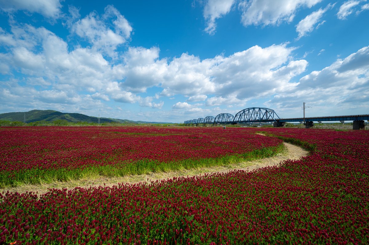 civicaster's tweet photo. 2026.05.05
おおくま花畑

一面のクリムゾンクローバー🍓
見応え満点でした💯

#亘理町
#宮城
#写真好きな人と繋がりたい https://t.co/nJjKsOH3nC