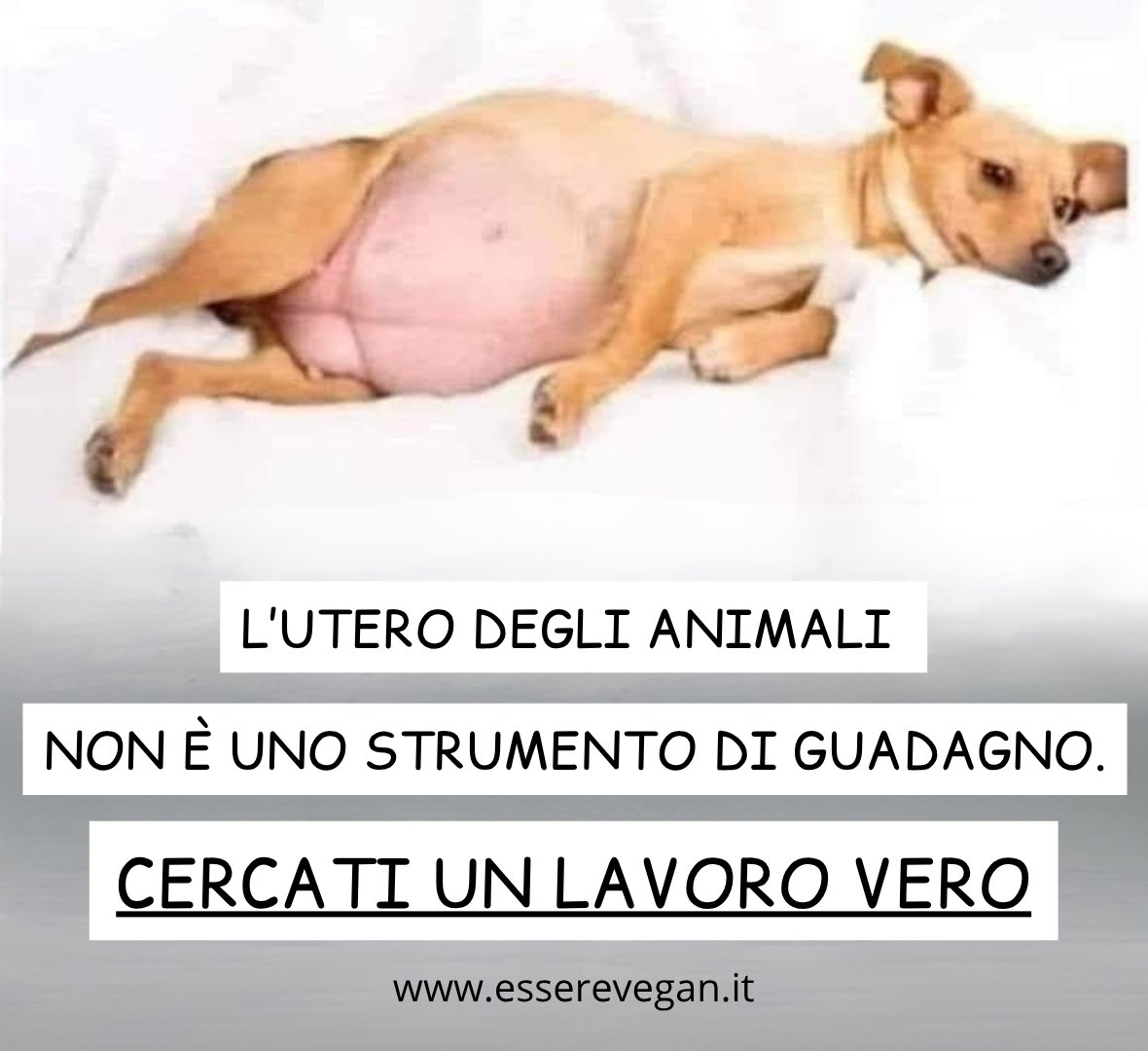 EssereVegan's tweet photo. La vita non è una merce, e la riproduzione forzata non è un mestiere. Esistono infiniti modi per guadagnarsi da vivere senza calpestare i diritti fondamentali degli animali. 
#esserevegan https://t.co/VuzBDMSAd7