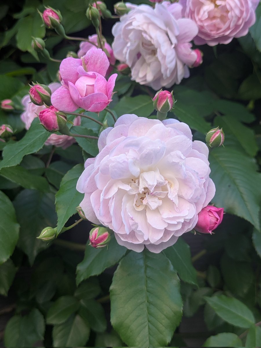 ryokyo_31's tweet photo. 薔薇
の街
福山 https://t.co/bOKG34UOdw
