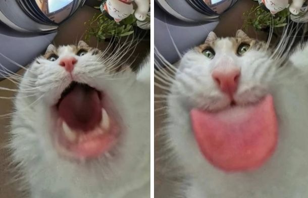 Cat is life ~猫は人生~ tweet media