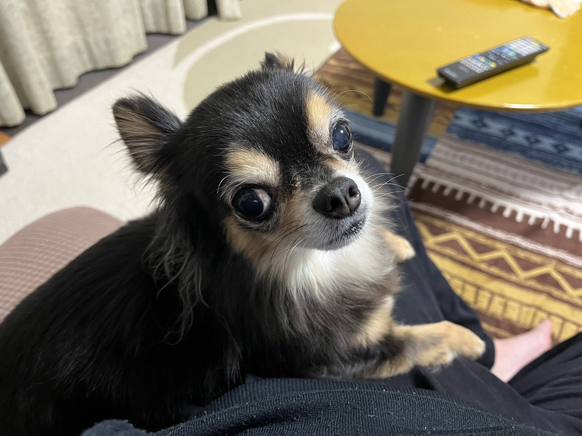 飼い主の脚の上でくつろぎながらこっちを見る犬
