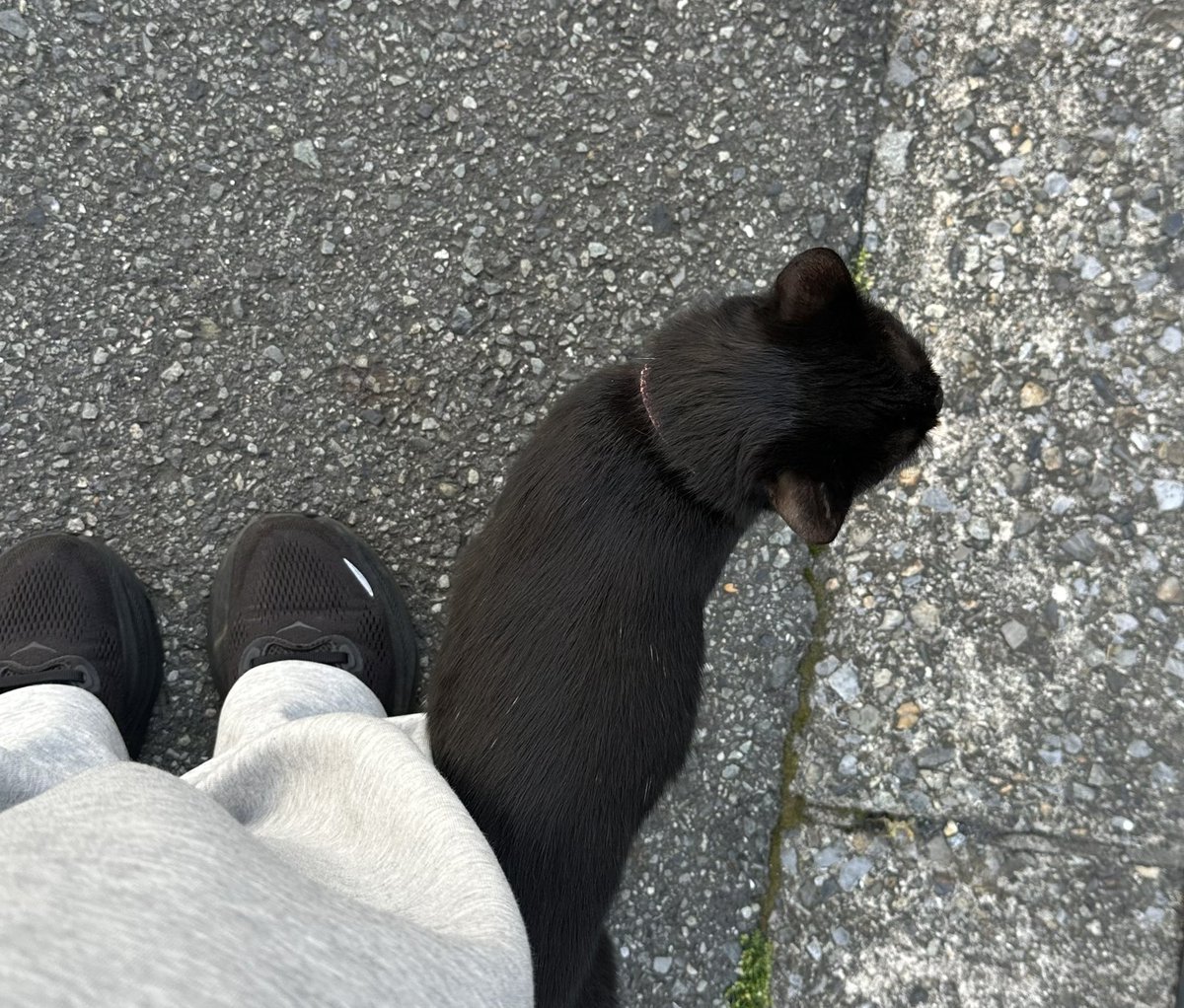 AYURI__00's tweet photo. 通話しながらウォーキングしてたら
猫がすり寄ってきて可愛かったなあ 。 https://t.co/poatTS135K