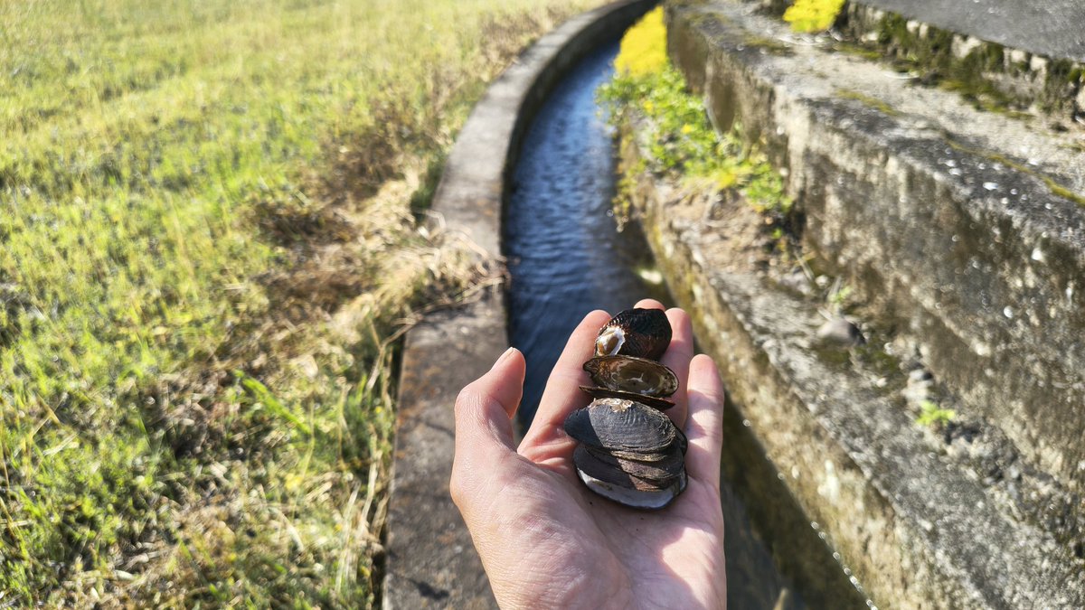 絶滅危惧種が普通に居過ぎる良い街。