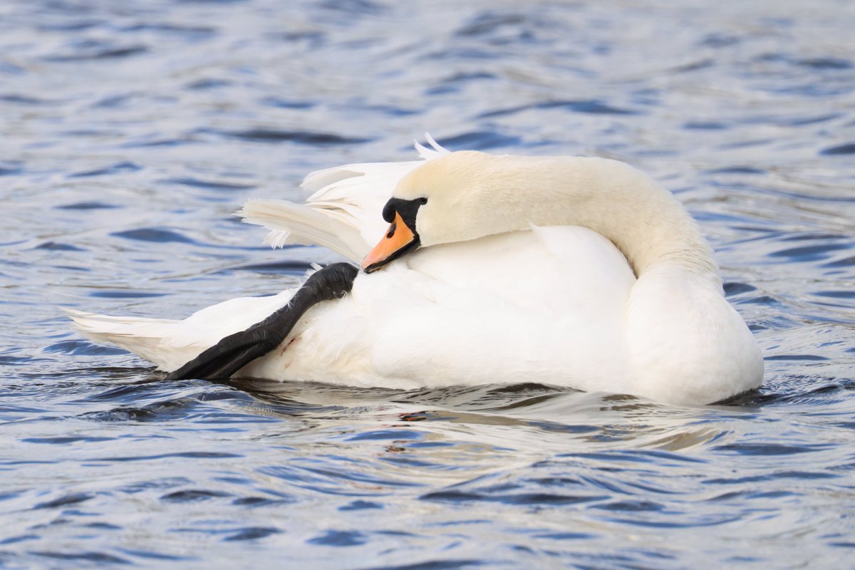 cranky1456's tweet photo. Time for #SwanDay where the white wonders get to have a #Swantastic time, showing off their elegance and style for all to see.
Captured at various venues, this Mute Swan set shows them off flying, landing & preening.
#birds #CanonR5mkii #ECK #photography #ukbirding #SwanLife https://t.co/vo35OVBgC6