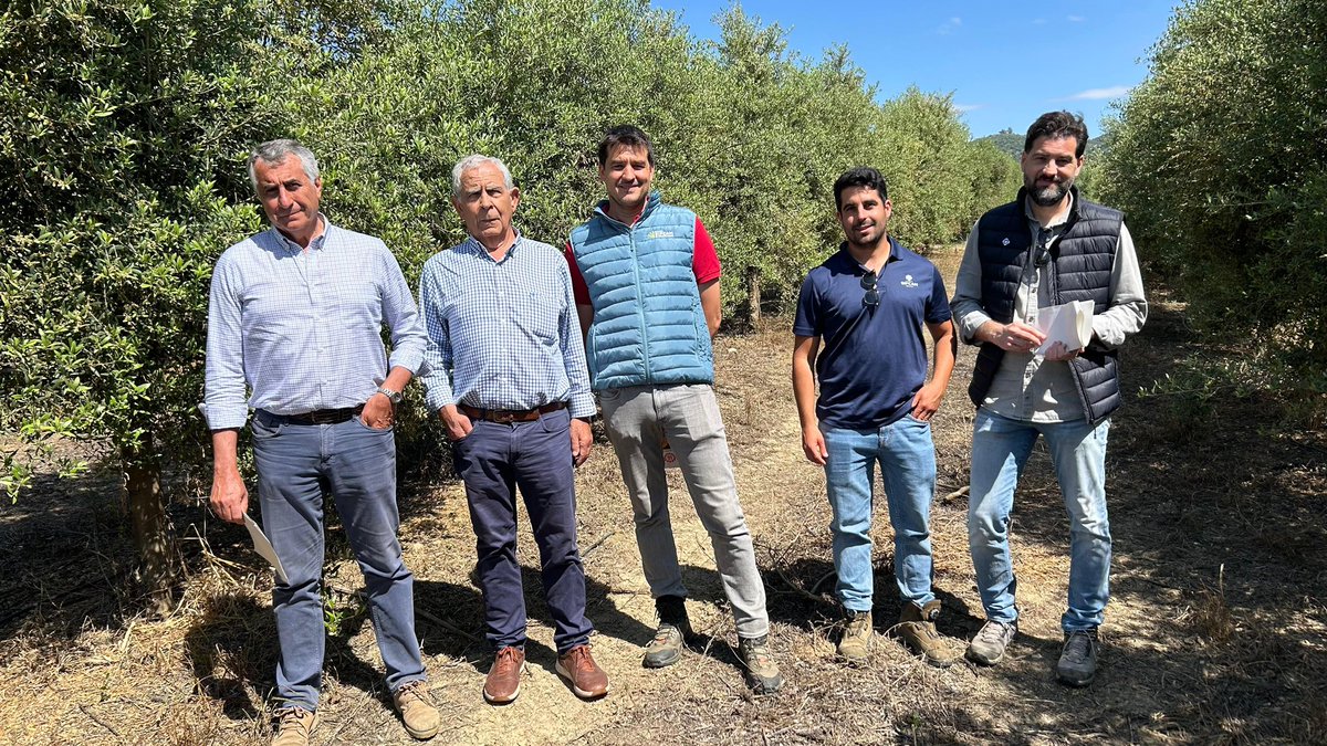 CatedraSipcam's tweet photo. 🗣️También visitamos las pruebas del programa CropBalance en olivar, enfocadas en mejorar la eficiencia y el equilibrio fisiológico del cultivo, contribuyendo a sistemas de producción más sostenibles. https://t.co/CbtmvaV2ti
