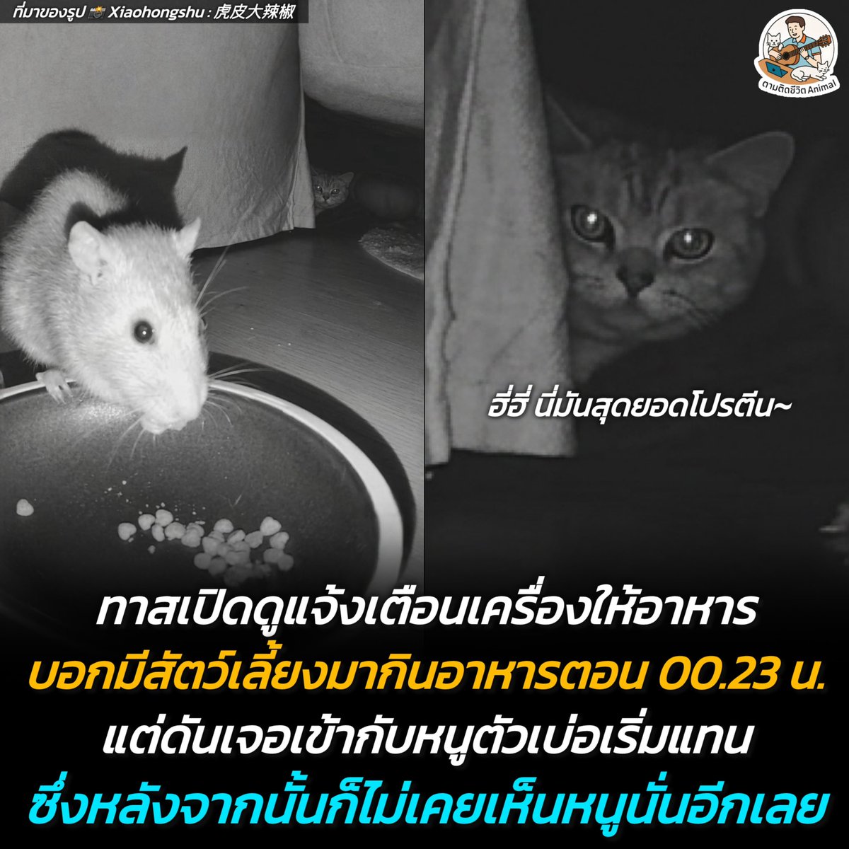 ตามติดชีวิตAnimal tweet media