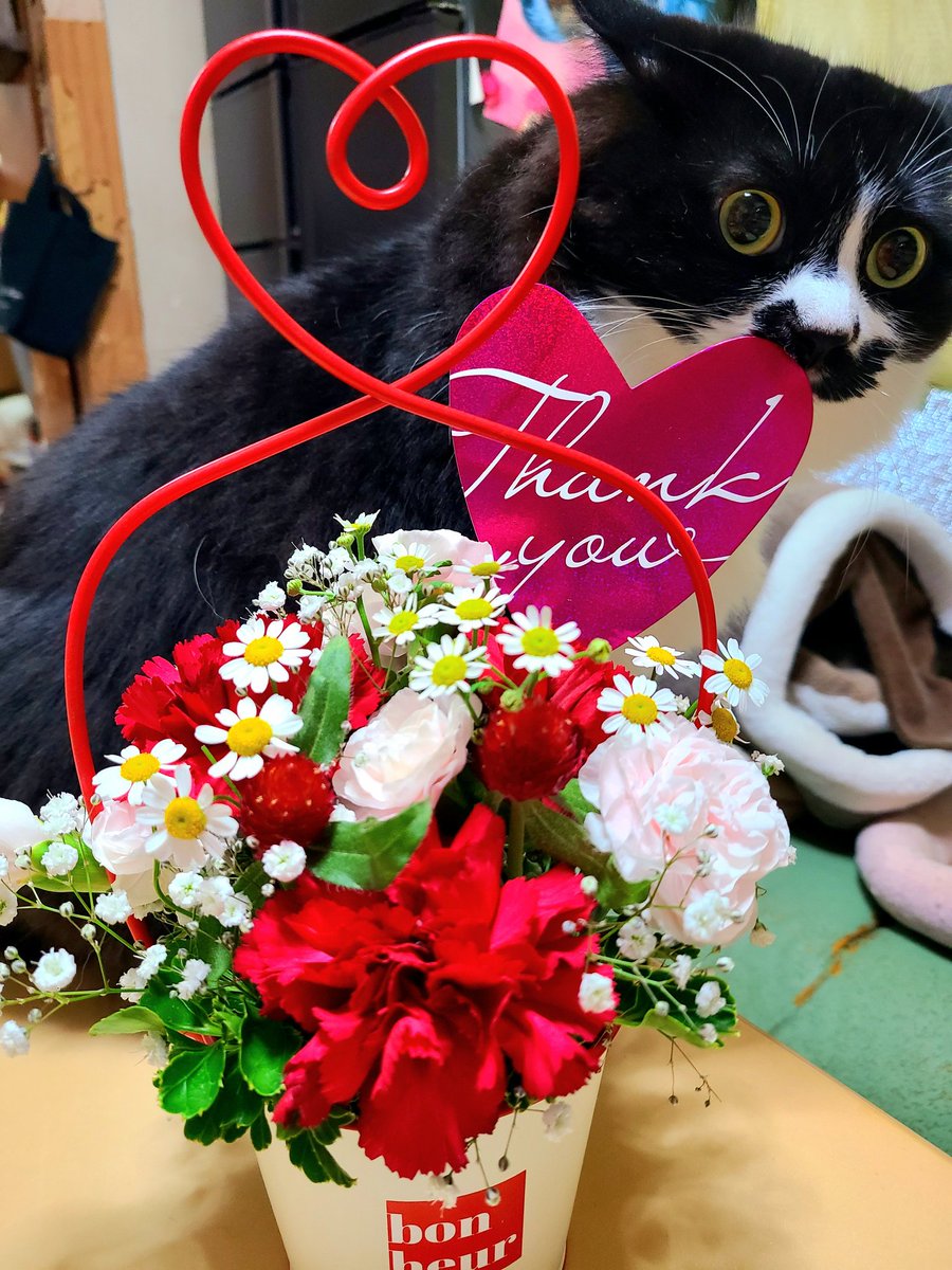 nzkchun's tweet photo. Happy Mother's Day

#猫と花
#最高な癒しの𝕥𝕒𝕘 https://t.co/TIGY8kawP8