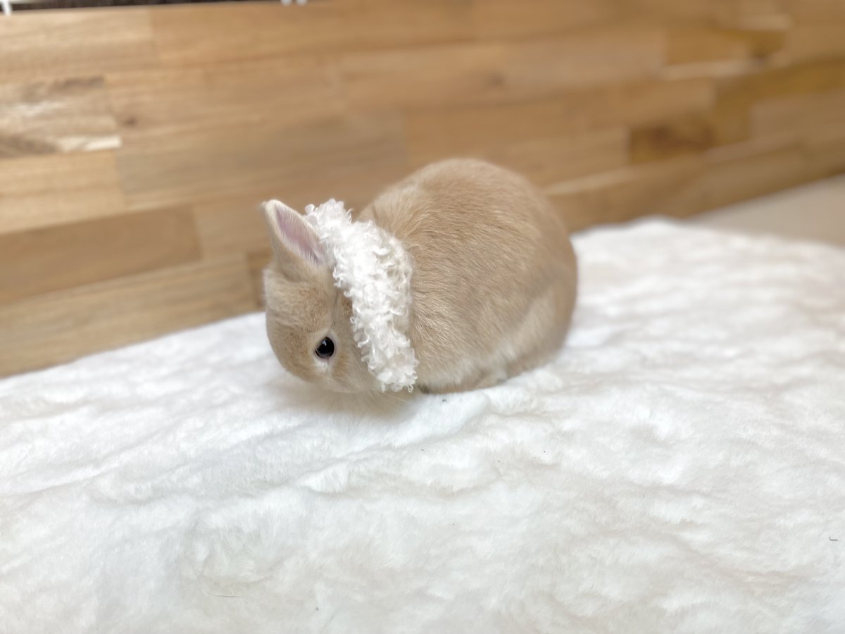いのかむきぃせちゃしちゃ🐰みぃ👩🏻 tweet media