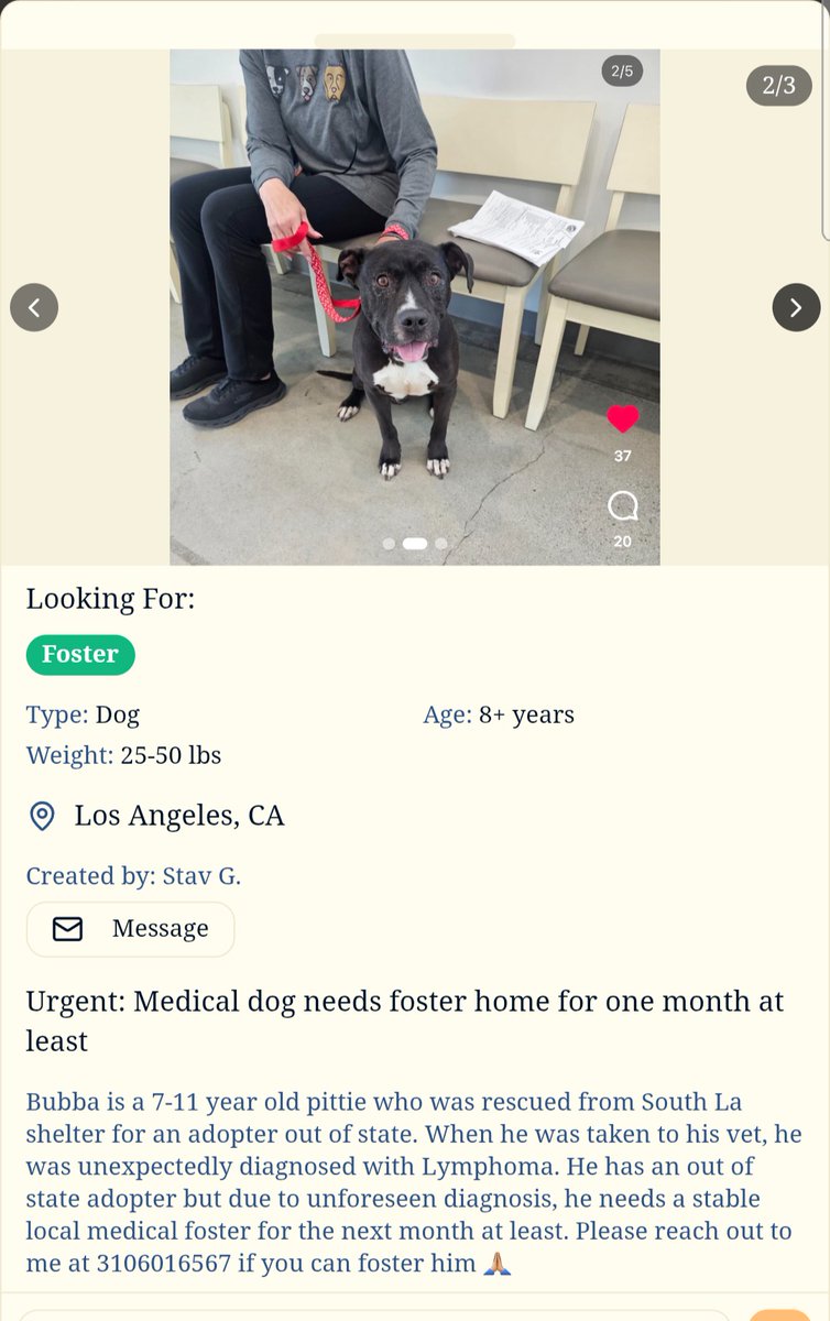 Foster a shelterpet at ZERO COST🐾 tweet media