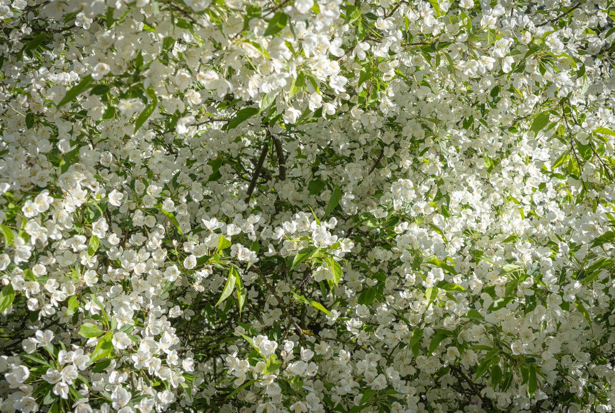 Apple blossom