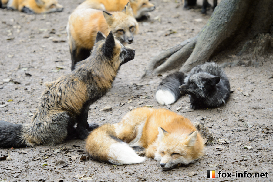 たまも🦊 (@TamamofuFox) / Posts / X
