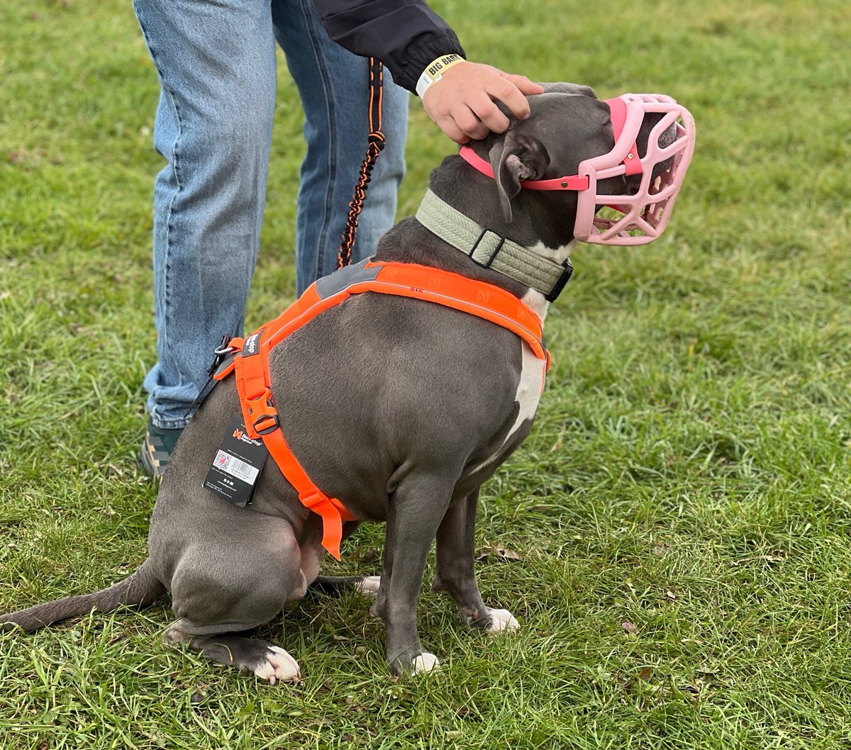 K9TrailTime's tweet photo. We’re open again at the Big Bark event, Lydiard Park, Swindon &amp; we’ll be here until  4 pm again today 🤗

We’ve already fitted this beautiful girl in a harness for running &amp; biking with her family - who else will we see today 🤔🤷‍♀️

#k9trailtime #bigbark #canicross #runwithdogs https://t.co/9nUWWPVRRe