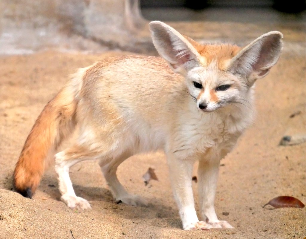 フェネック