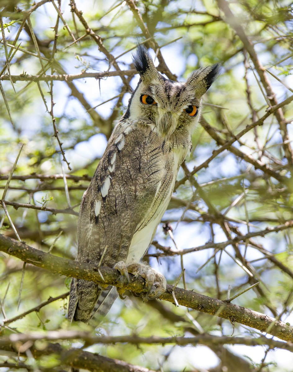 alan lewis wildlife stuff tweet media