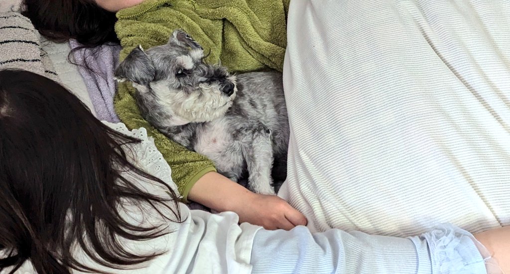 butayarousa's tweet photo. 人間みたいに寝る犬、
腕枕で彼女みたいに寝る犬、
無防備すぎる体勢で寝る犬、
健やかな顔で寝る犬、
いと愛おしき https://t.co/2WX9gPZkbQ
