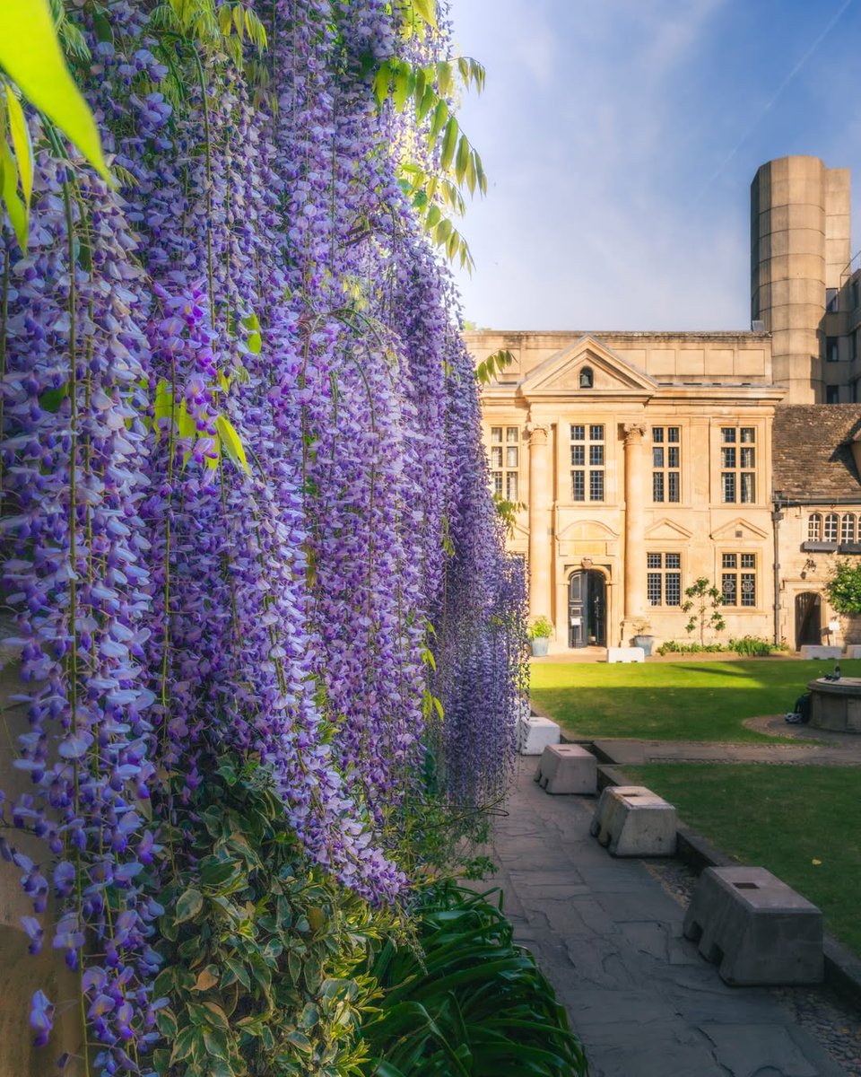 University of Oxford tweet media