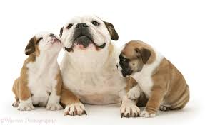 wchsbulldog's tweet photo. Happy Mother's Day to all of our Bulldog Mom's.  We couldn't succeed without your support! #wchs https://t.co/o7T90wuvIg