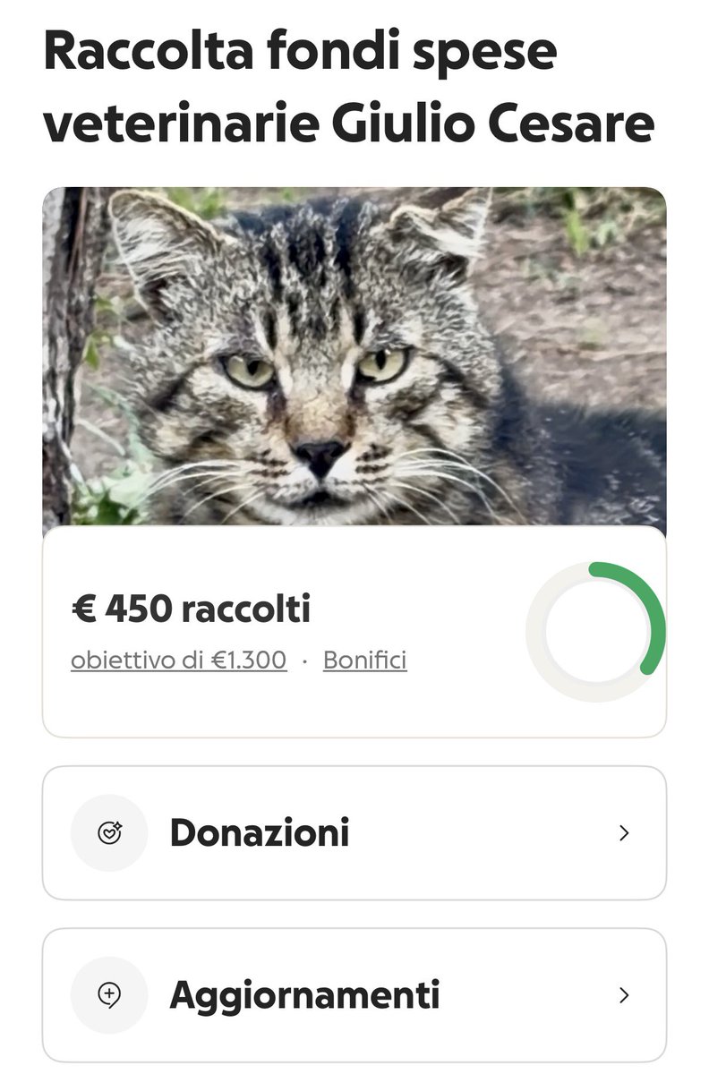 😻I PELOSETTI DEL MARE😻 In ricordo di Zenzero ❤️ tweet media