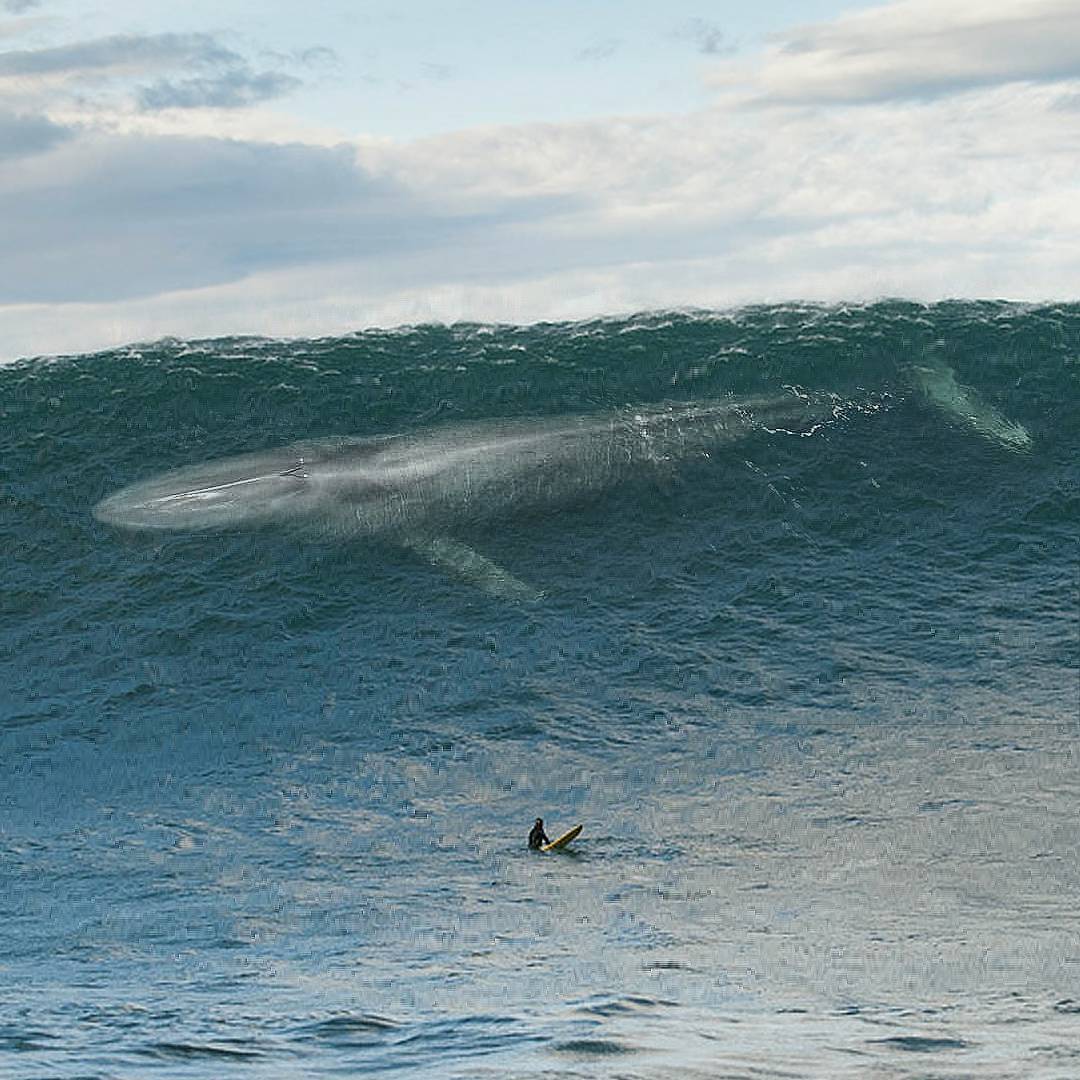 SURFSlab's tweet photo. Wow!!! What an amazing sight!!!
Check out our exclusive merch: https://t.co/qvGcEG3uNc

#surf #bigsurfing #bigwaves https://t.co/FEEAPaFoik