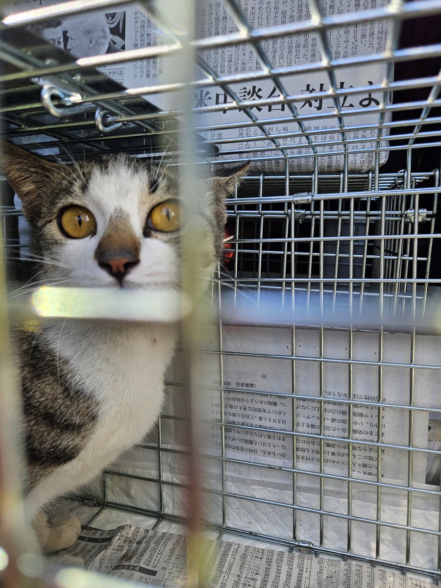 保護猫ボランティア見習い tweet media