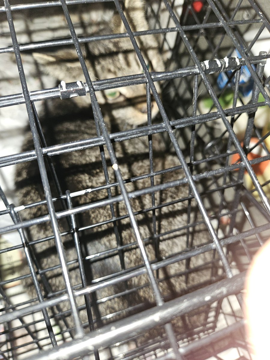 保護猫ボランティア見習い tweet media