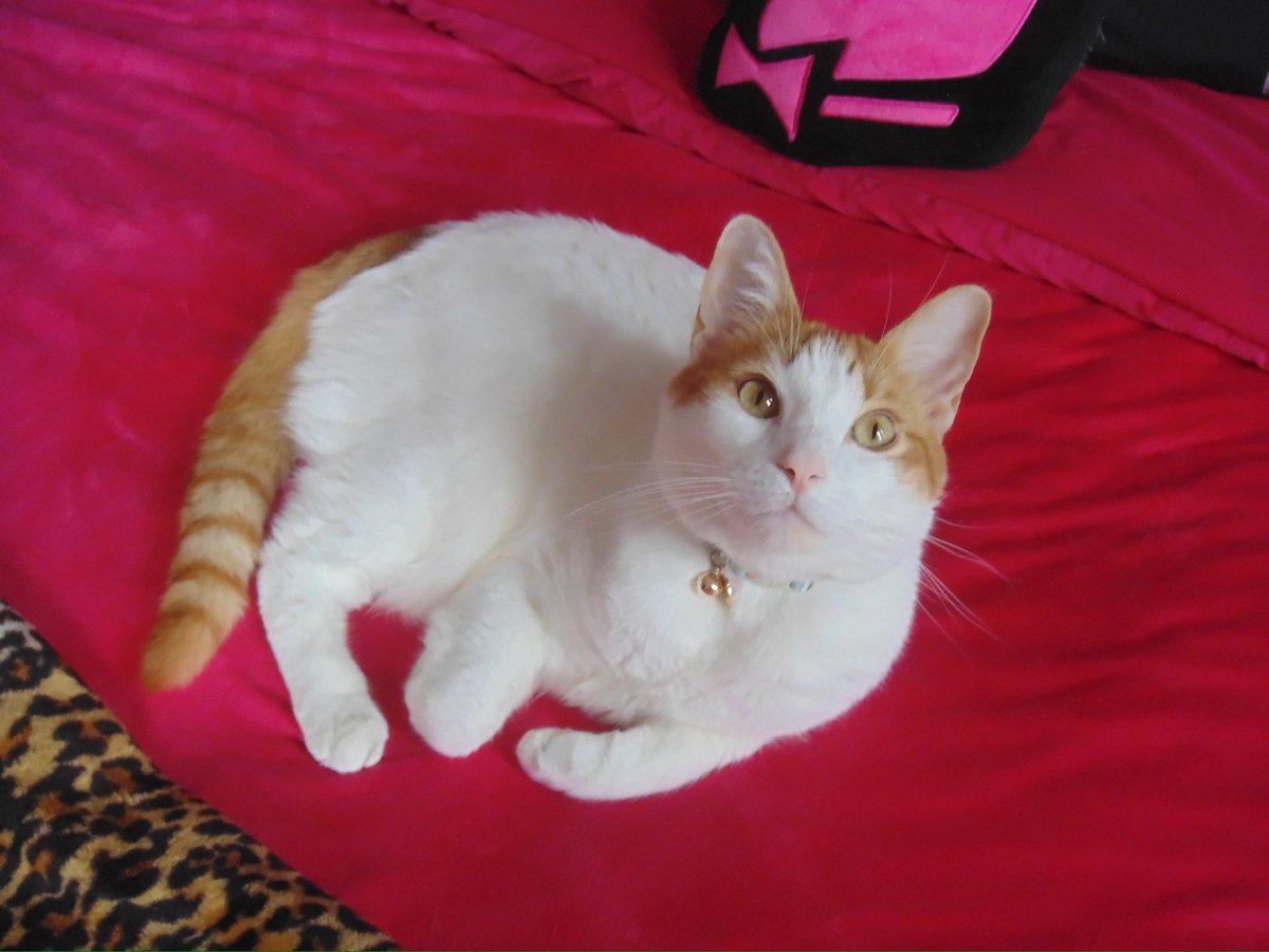 happy mothers day to me I know he won't get me anything but cuddles and maybe a scratch but still ♡