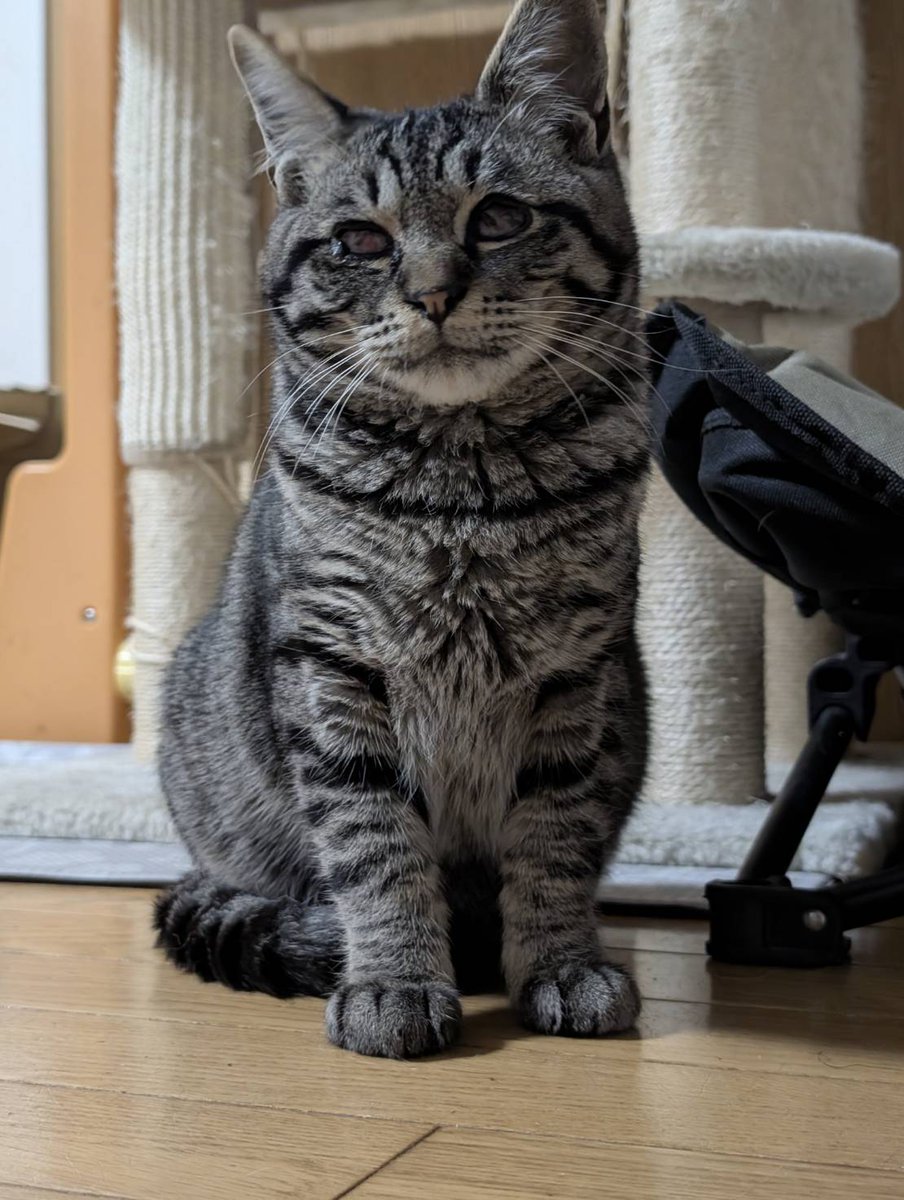 保護猫ボランティア見習い tweet media