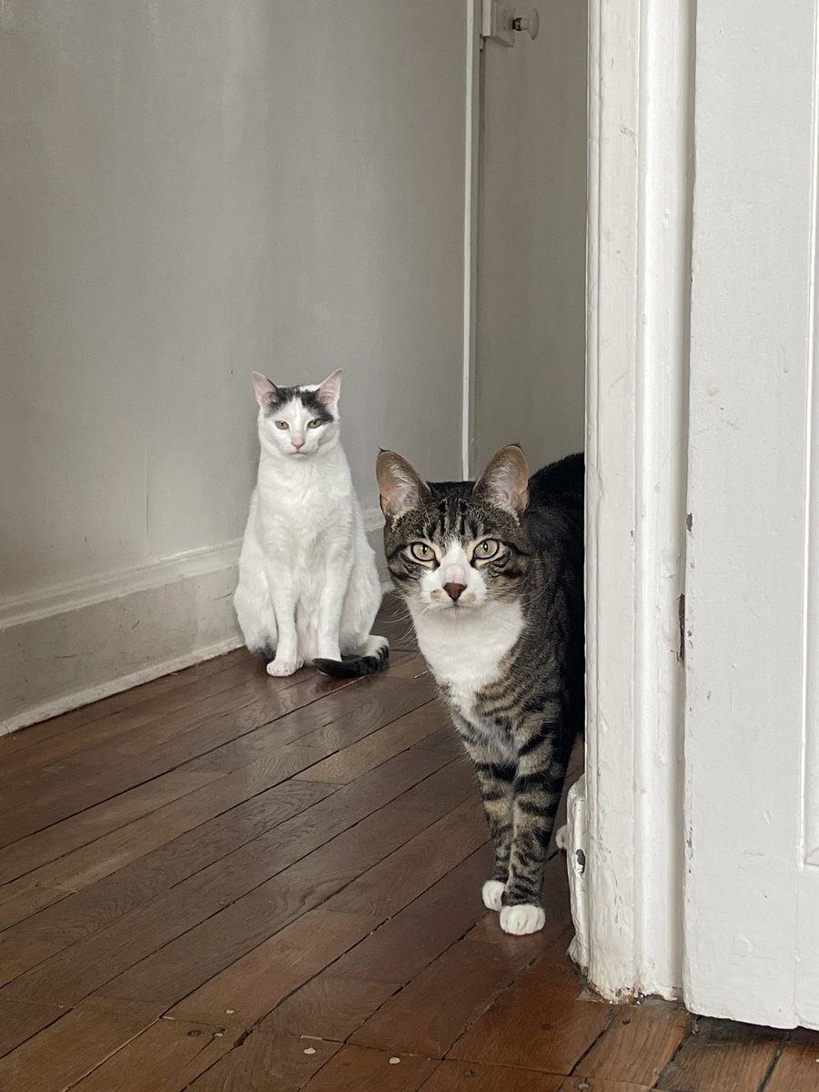 olg4tr4's tweet photo. Miaouuuuuuuuuu j garde des chats et c’est le meilleur taf 🙌 https://t.co/2BcFvk8xxQ