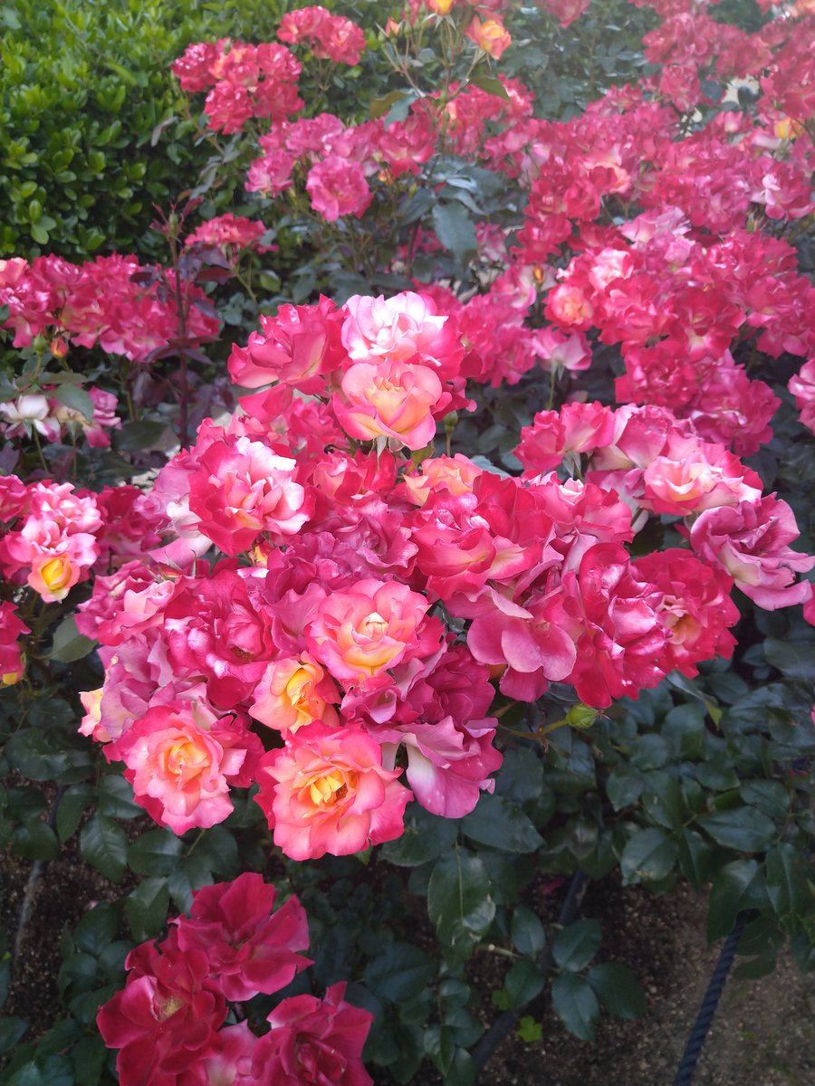 木坂ろぜ🌹 tweet media