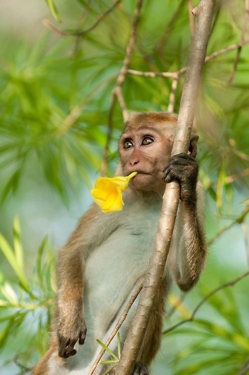 Female Monkey (Bandariya) tweet media