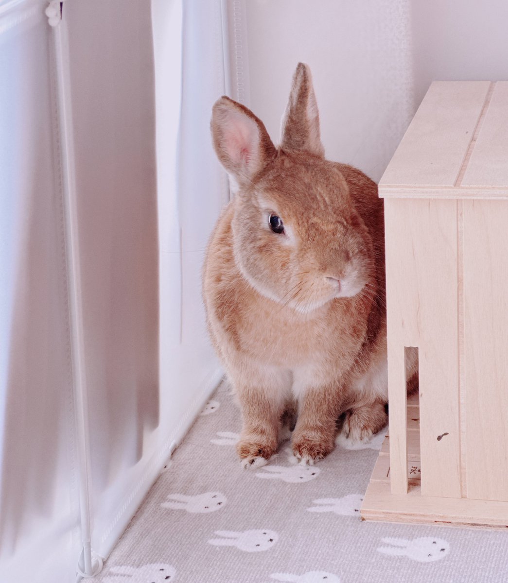 うさぎの🐰き な 子🌷お も ち tweet media