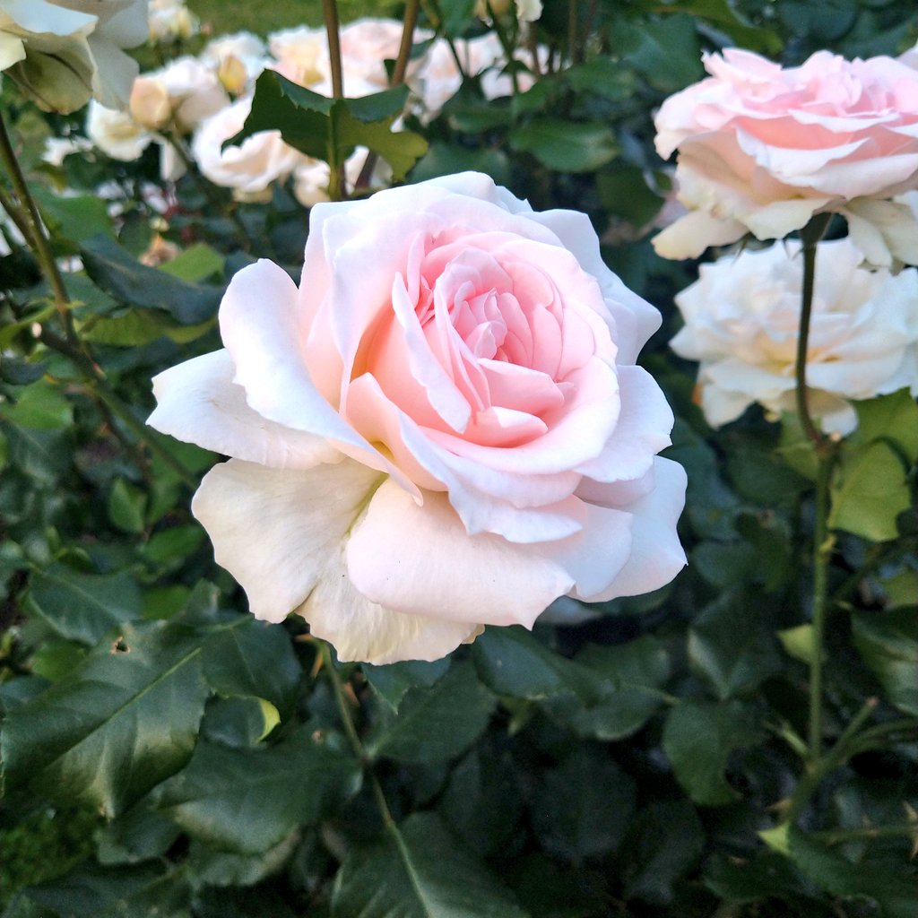 木坂ろぜ🌹 tweet media