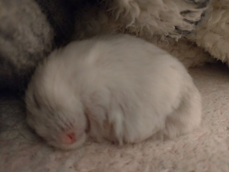 Tweets Of Hamster tweet media
