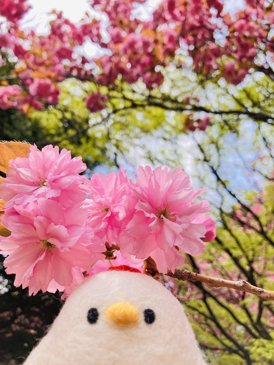 ∋・)八重桜を楽しみました。 #羊毛フェルト