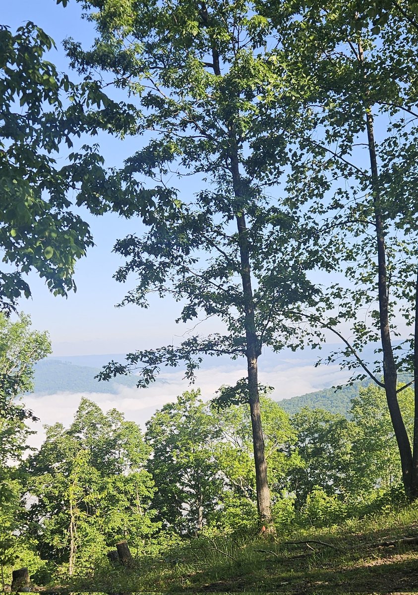 connie56's tweet photo. Walking along the bluff's rim, it's tricky to get a full view of that 🏴dragon's work. Trees are so leafed out, they hide the full extent of the inversion. Oops, dragon's breath. 😉 SE Tenn #StormHour #mountains #inversions #folklore #trees #writerslife https://t.co/Kt5qWuX112