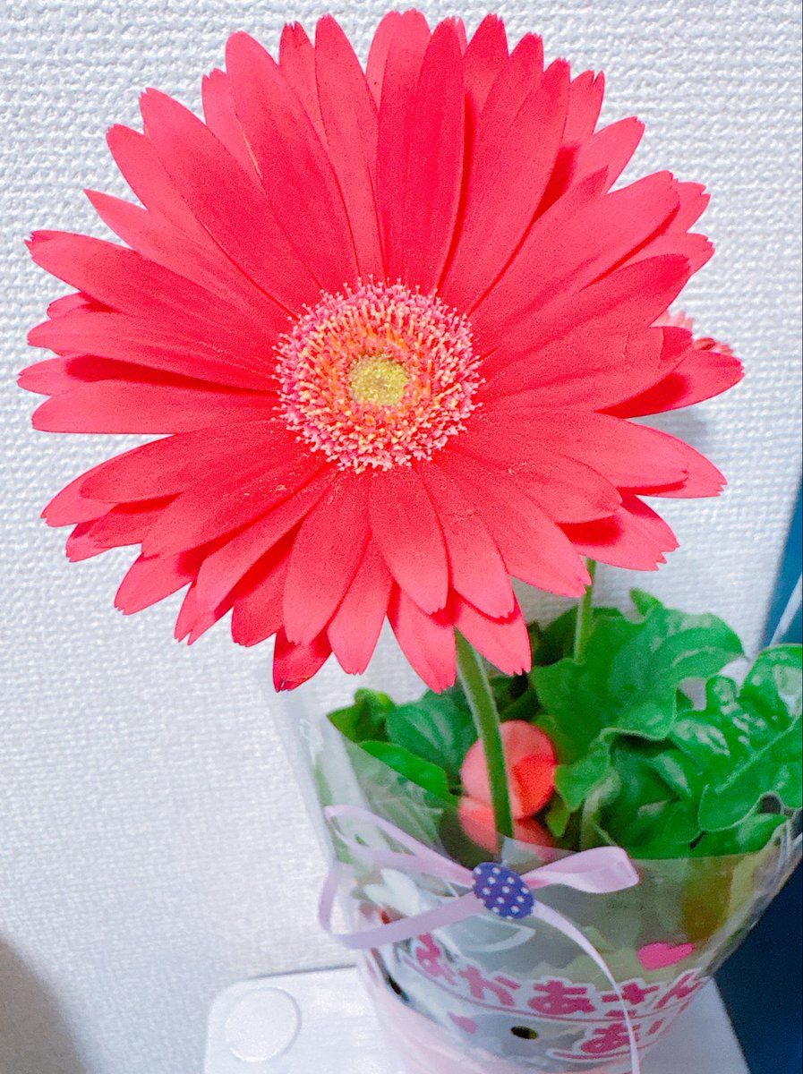 ✯✯Ribon✯✯ tweet media