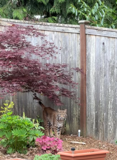 JaAG's tweet photo. Spotted in Bothell, they were here first. https://t.co/KkYRvoals2