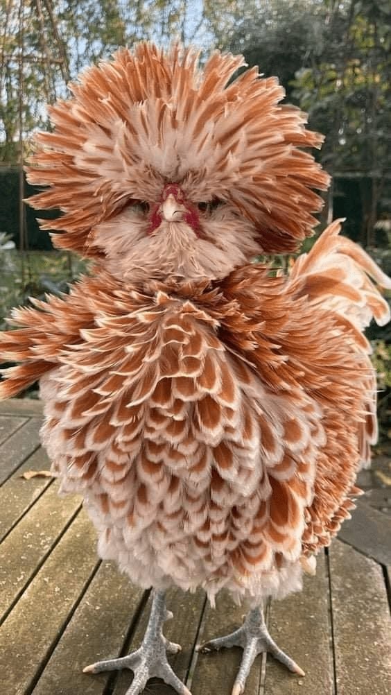 JeffBishop2's tweet photo. @AuclairsDad I know your thinking ducks. But…………all this coolness and eggs too? https://t.co/4kZ3eIcT23