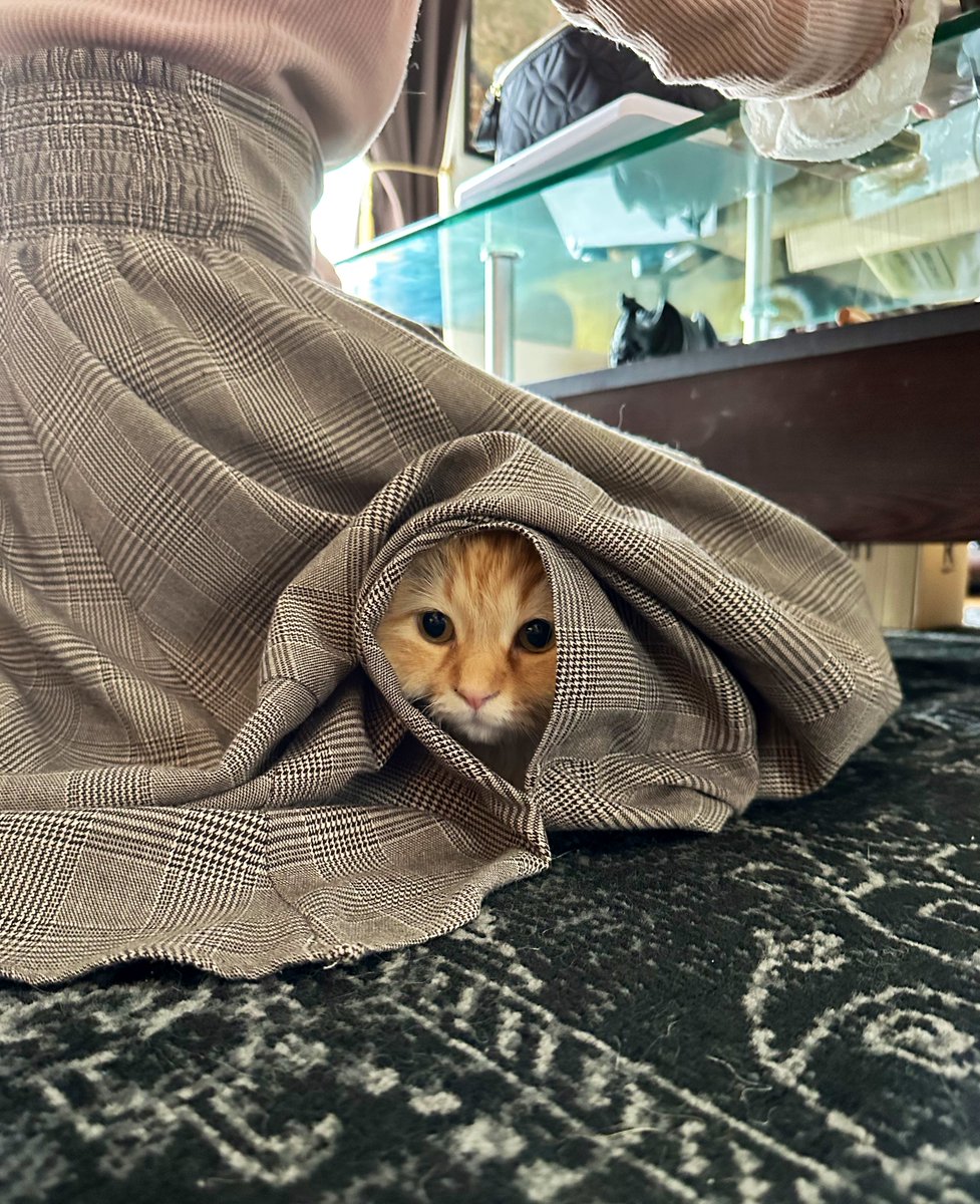 ねこナビ (@NekonaviJP) / Posts / X