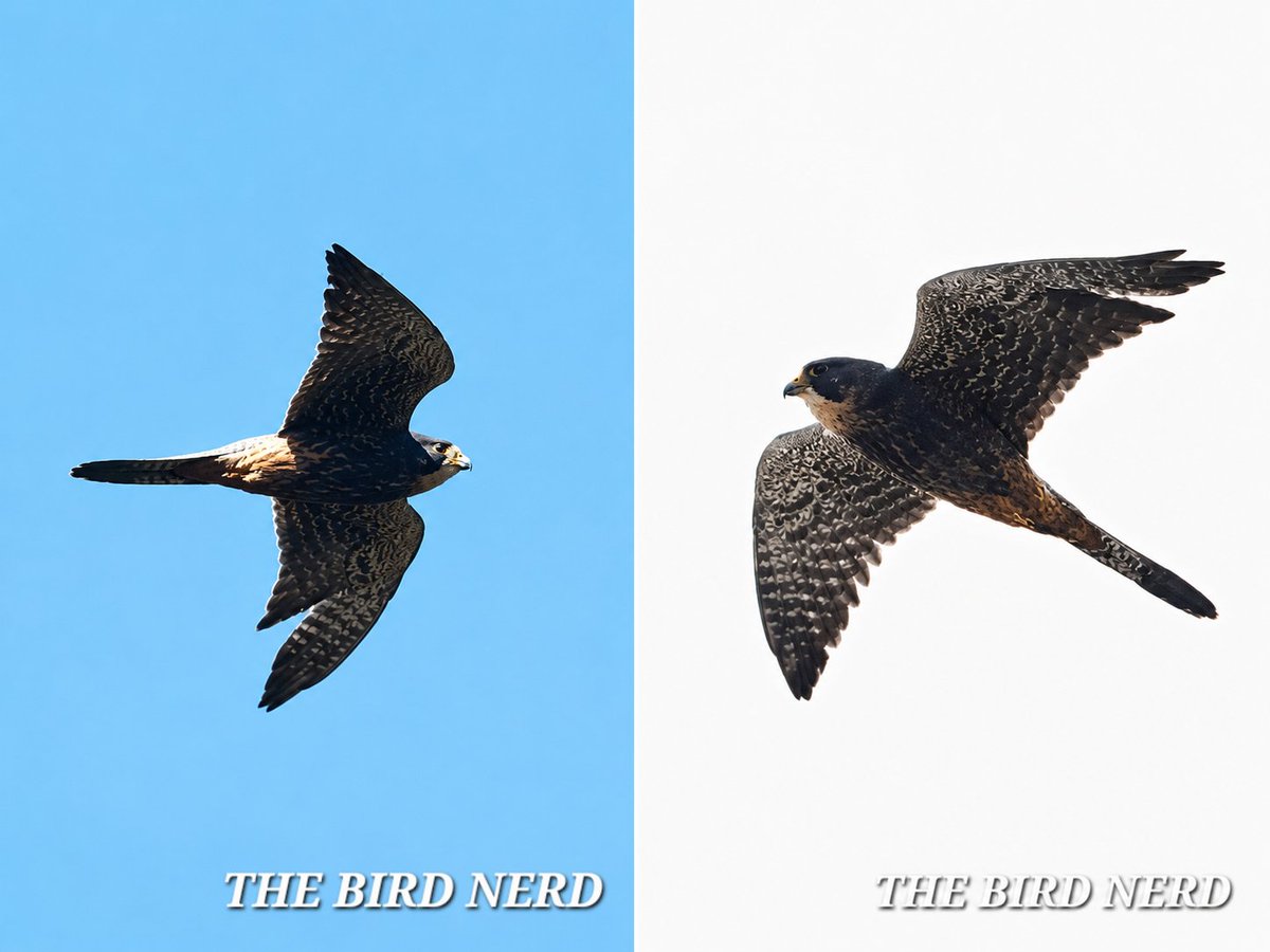 THE BIRD NERD tweet media