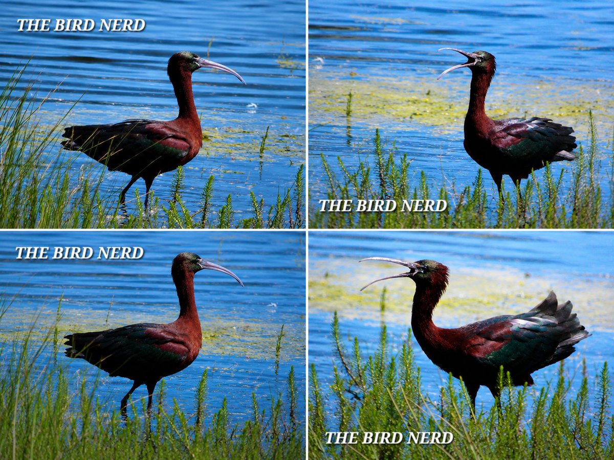 THE BIRD NERD tweet media