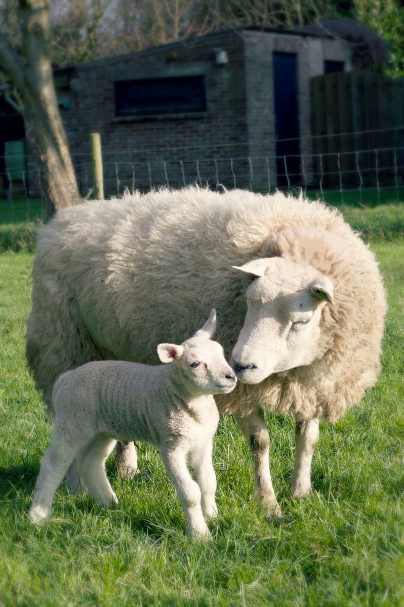 sheep tweet media