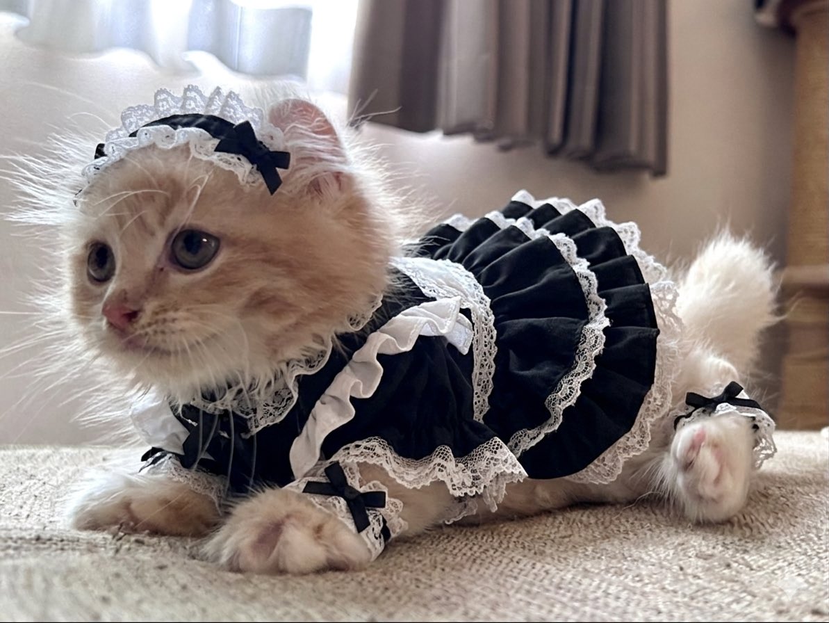 ちゃろこ🐈 tweet media