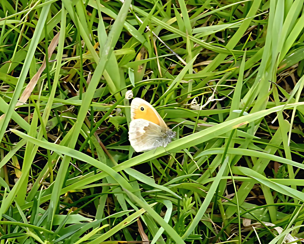lesliemears's tweet photo. A cold and windy visit to @SomersetWT Draycott Sleights this morning,PaintedLady,Small Copper, Brown Argus and Small Heath hoping for some Sun @BCSomerset @savebutterflies https://t.co/JB4Pv0U60b