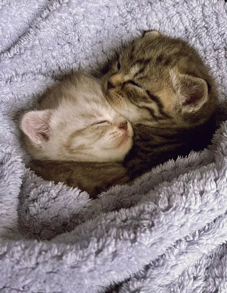 Daily Cat Posts tweet media
