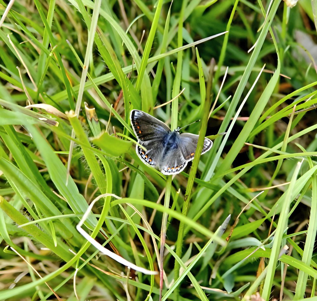 lesliemears's tweet photo. Dingy Skipper, and Common Blue also @SomersetWT Draycott Sleights @BCSomerset @savebutterflies https://t.co/hT7M1l9G7f