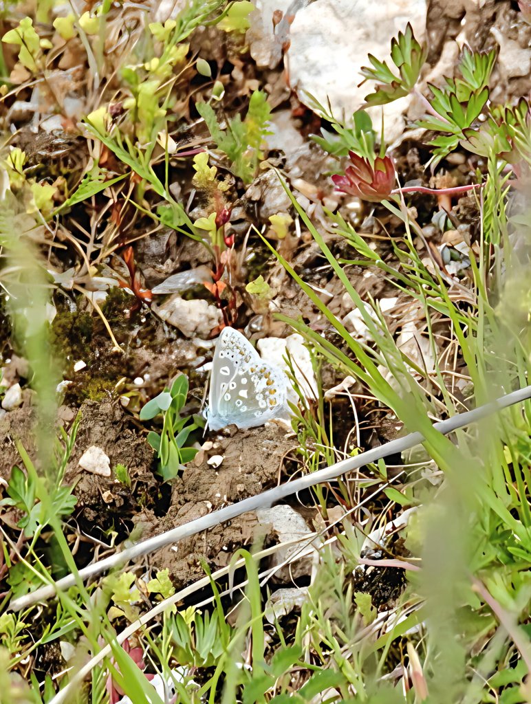 lesliemears's tweet photo. Dingy Skipper, and Common Blue also @SomersetWT Draycott Sleights @BCSomerset @savebutterflies https://t.co/hT7M1l9G7f